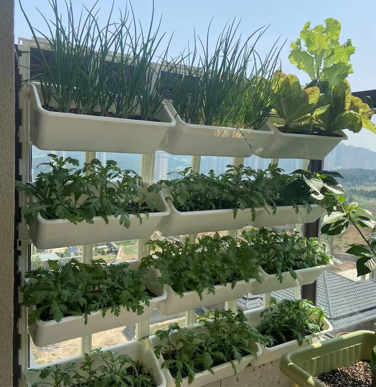如何将阳台的护栏及墙面打造成土培立体菜园