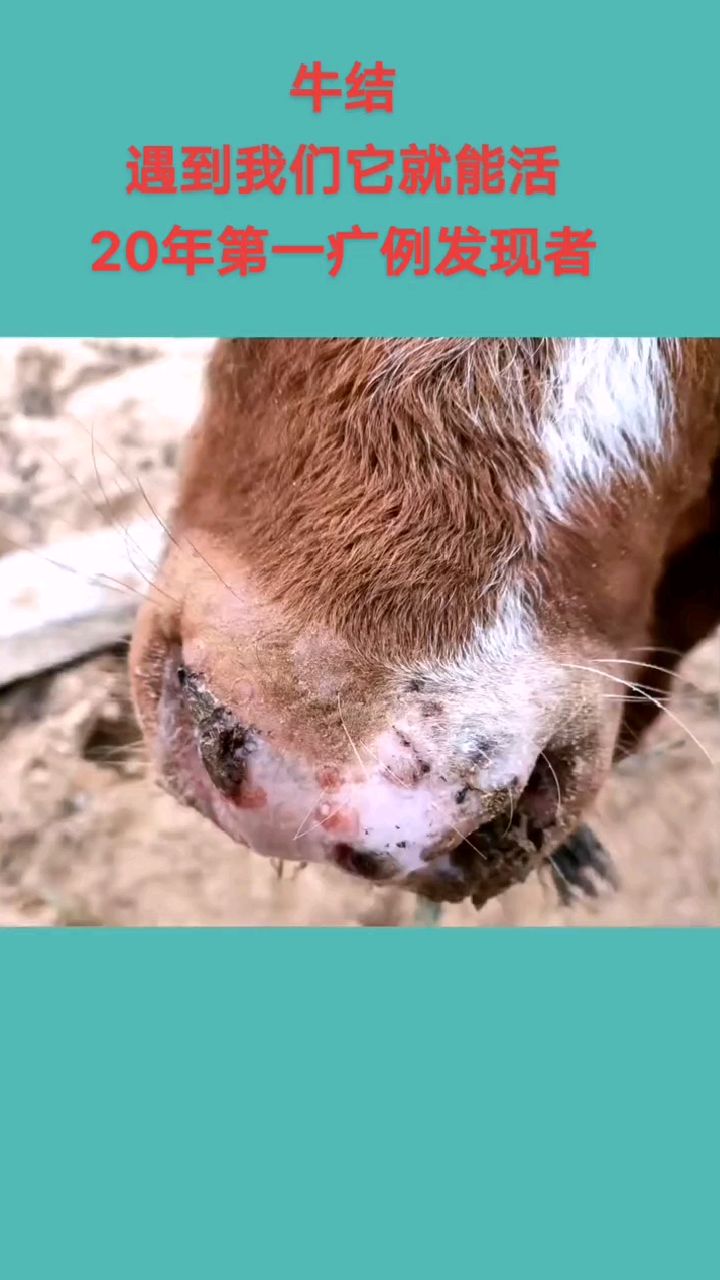 牛鼻子上都有!痒痒的不舒服!遇到我就能让它活蹦乱跳!