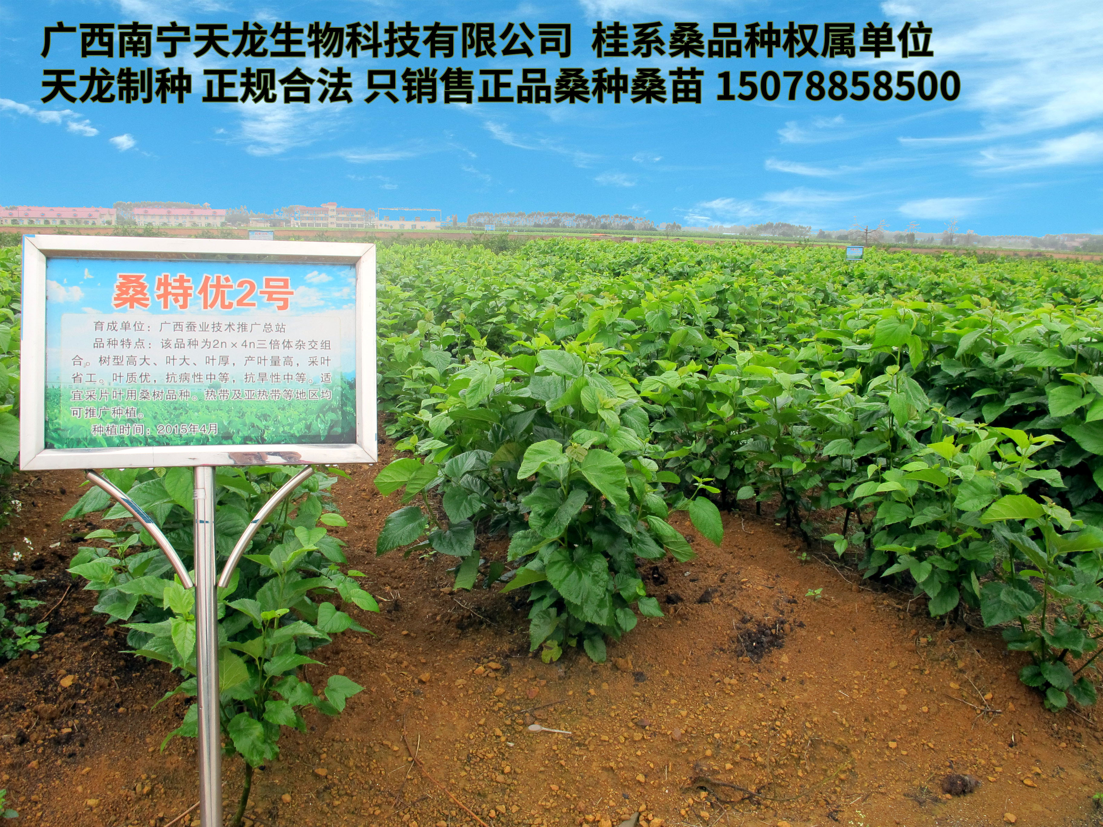 桂桑优12,桂桑5号,桂桑6号,桑特优2号,桑树种植行距株距多少