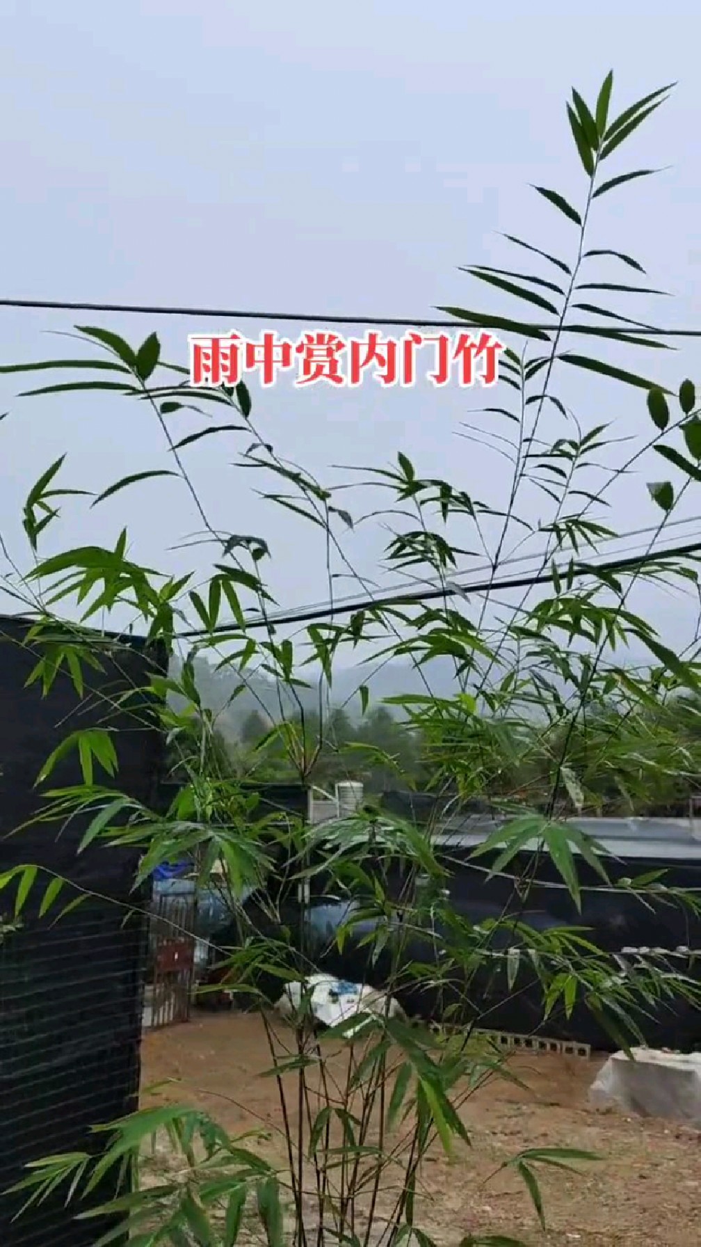 雨中赏竹子中的贵族内门竹王者竹最贵最美