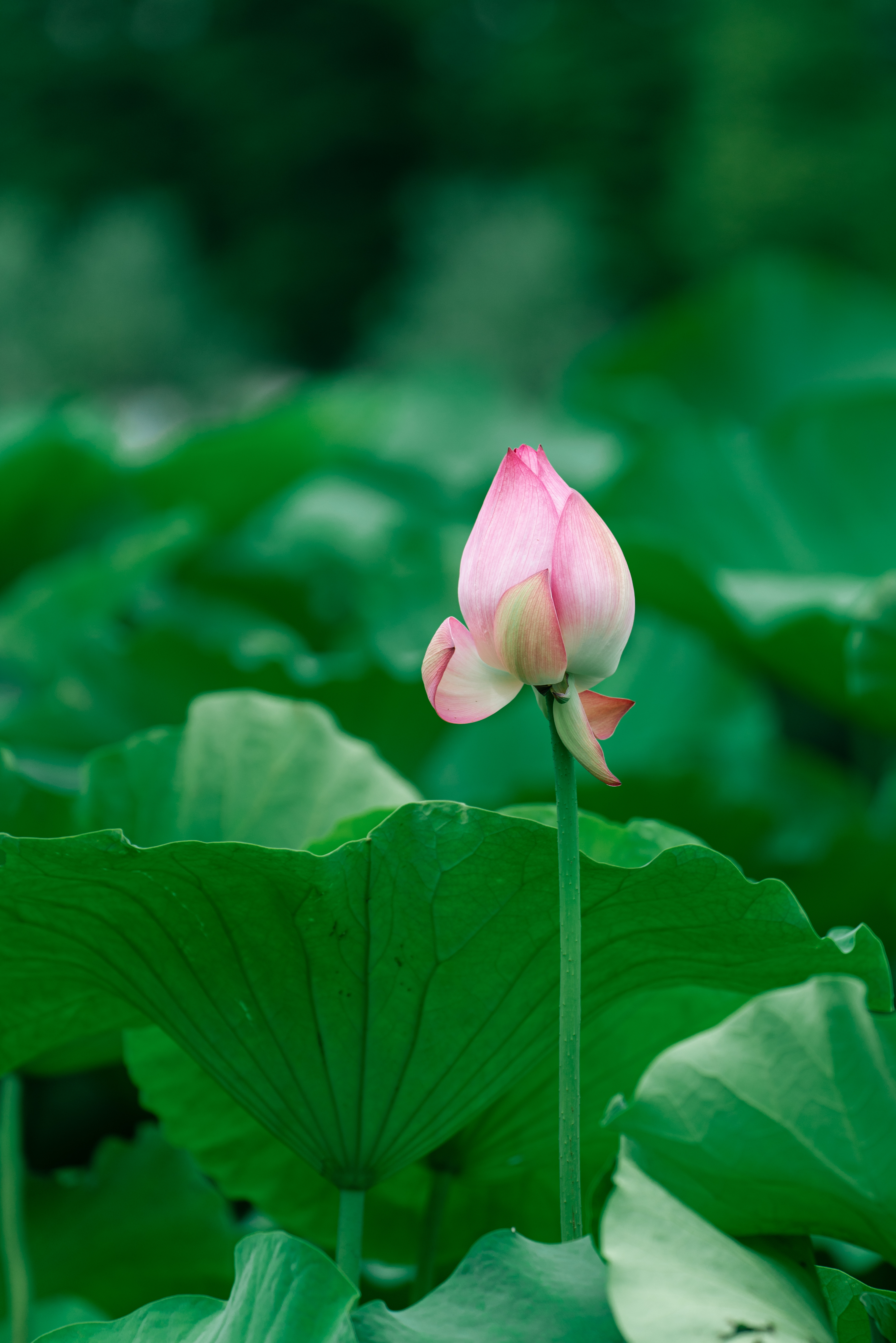 美丽莲花含苞待放图片图片