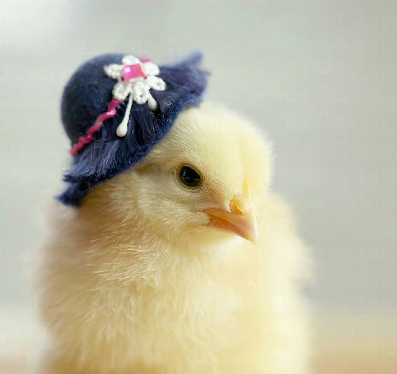 戴帽子的小鸡  |  美国摄影师 julie persons "浪漫 不是突然的惊喜