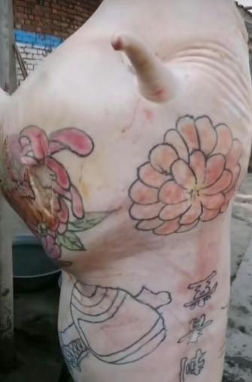 这莫不就是猪里的社会哥?