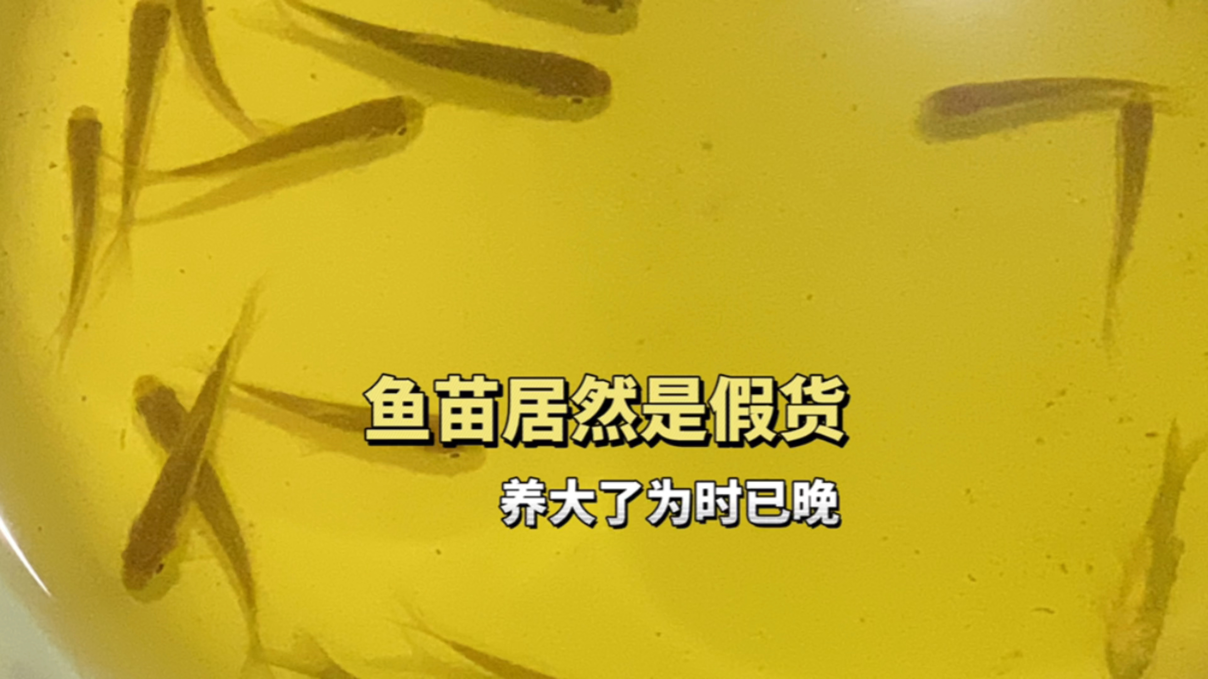 草鱼鱼苗居然也有假货,养大了也为时已晚