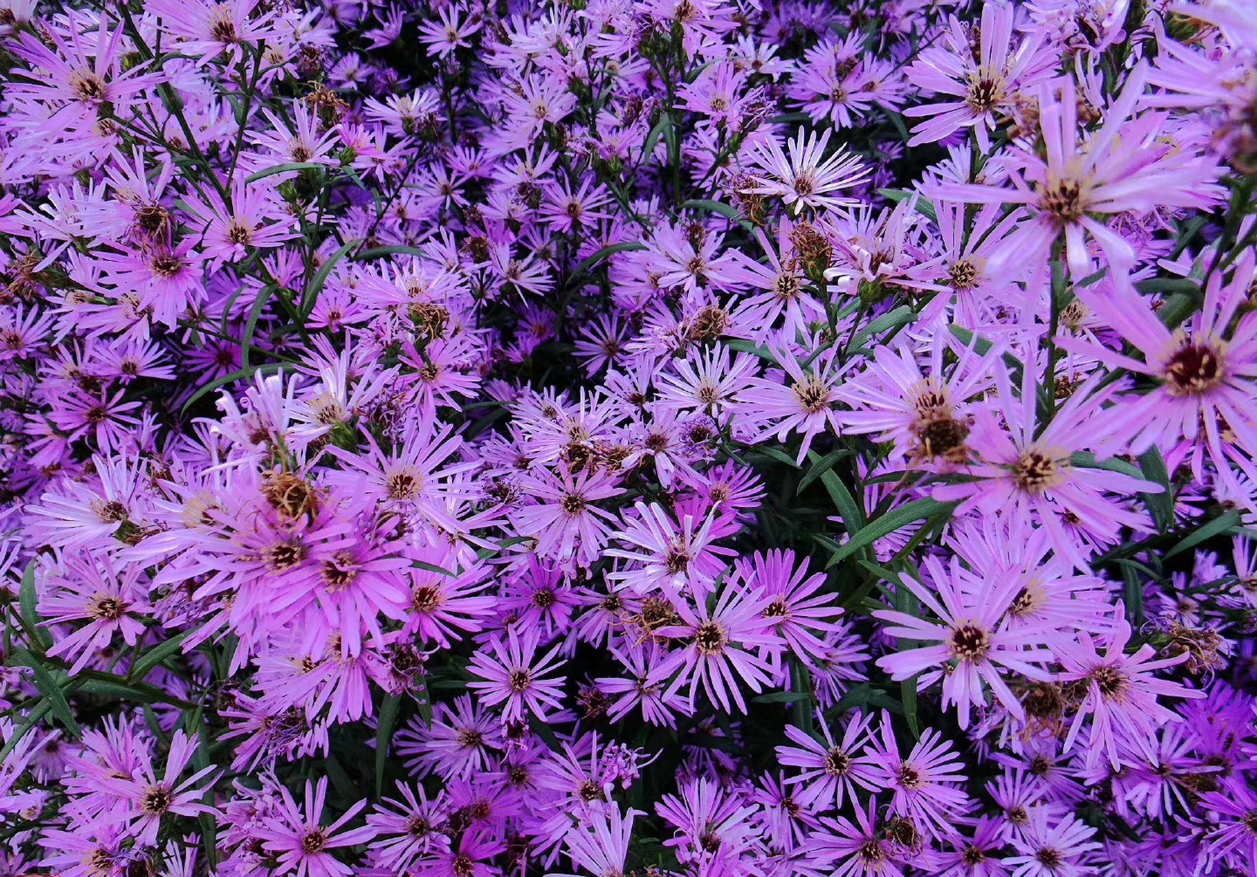 紫色小菊真漂亮鲜花,美秋吉祥如意.