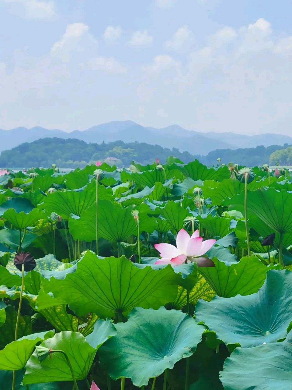 和和美美0269♂15连连好运97荷花盛开0269♂15清风徐来