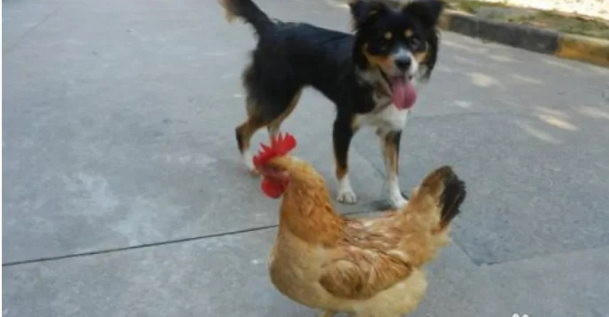 说奶奶骂了她,非常委屈 因为农村老家隔壁婆婆的一只鸡被狗咬死了