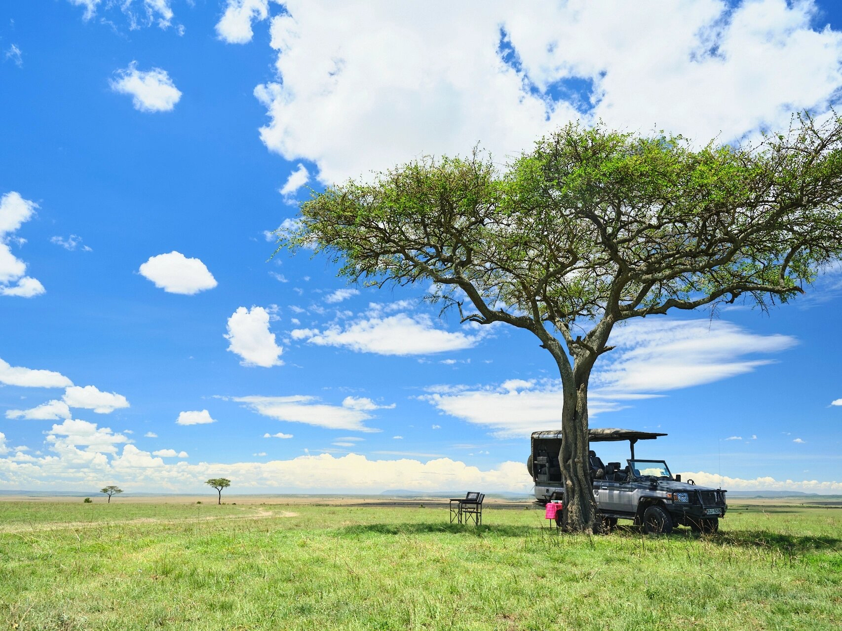 非洲草原上的树,是最美丽的风景