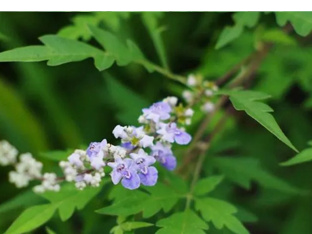 南方6～8月開花的蜜源植物