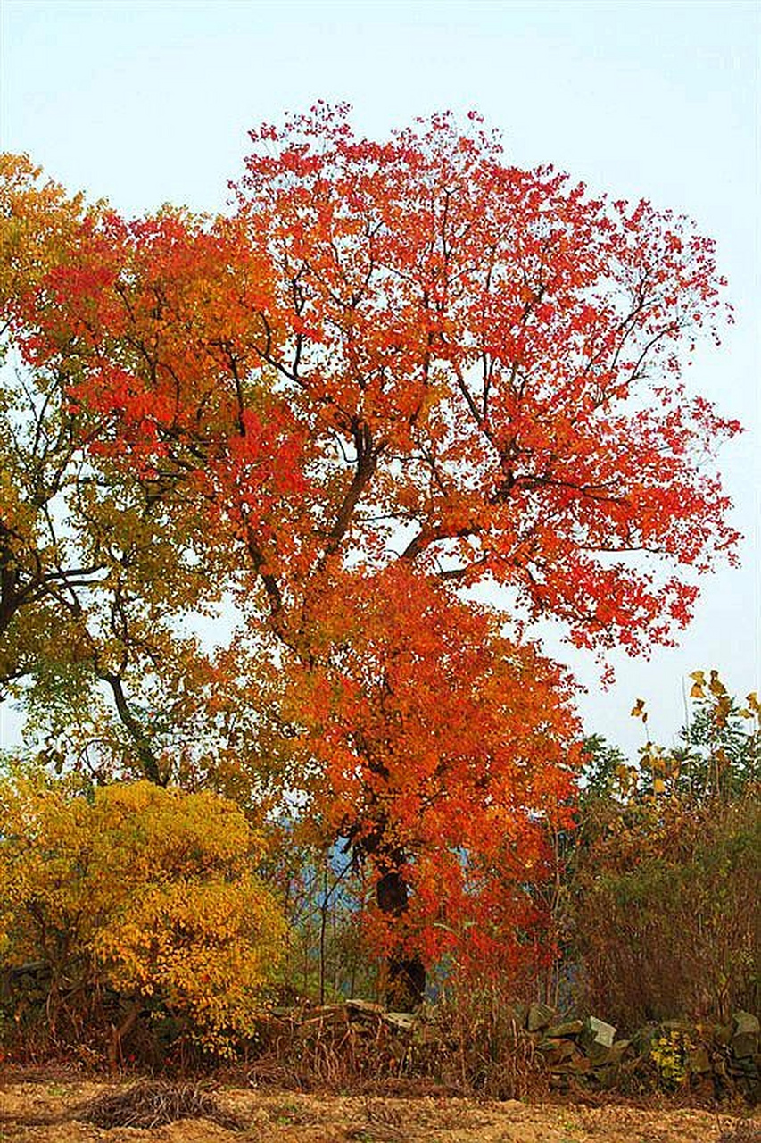秋天,很治愈的乡村田园风光,每一个画面就是一幅美丽的自然画卷#潜力