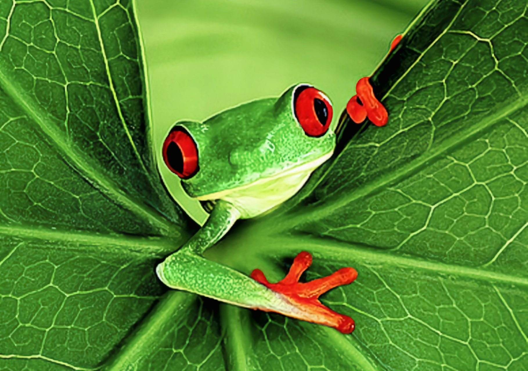每天认识一种动物——红眼树蛙 红眼树蛙别名丽眼树蛙,原产于北美洲