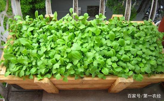4种生长速度快的蔬菜,阳台盆栽上几盆,30天左右就能收获!