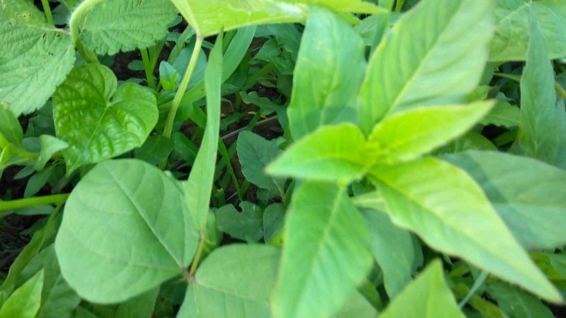鸡冠菜,记忆里美味的野菜