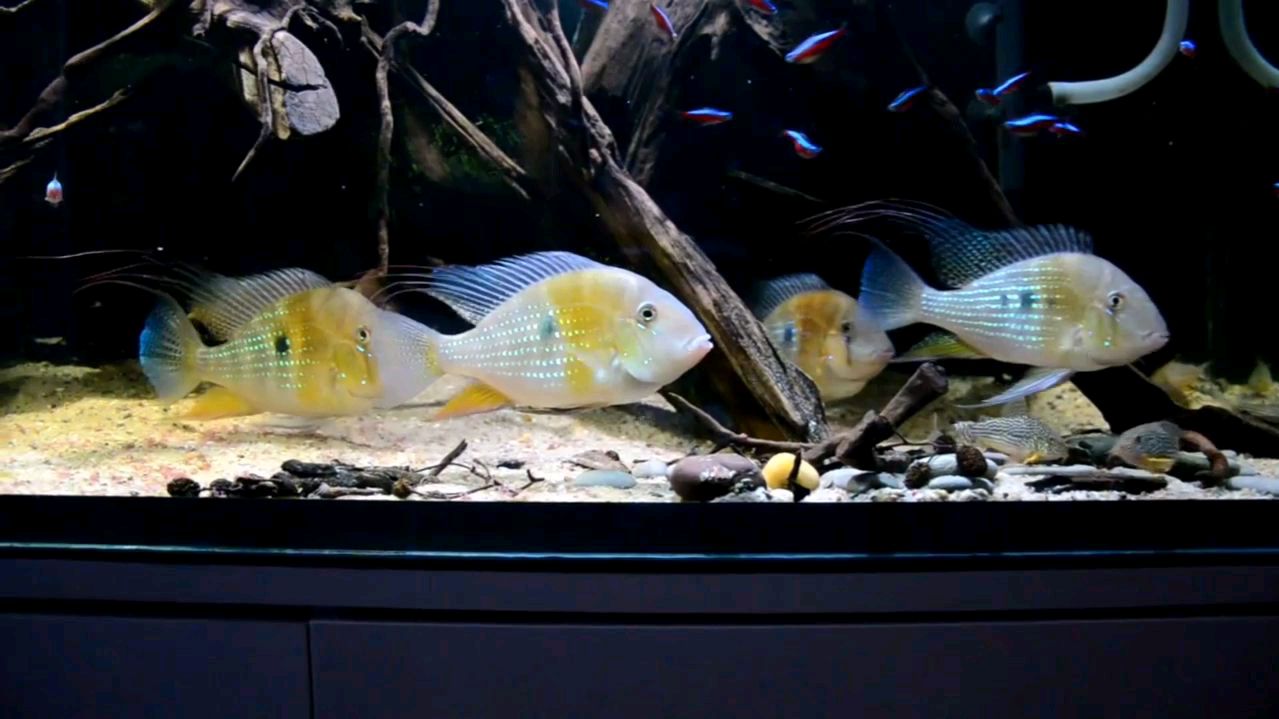 蓝宝石关刀,多少人数因它入了食土的坑