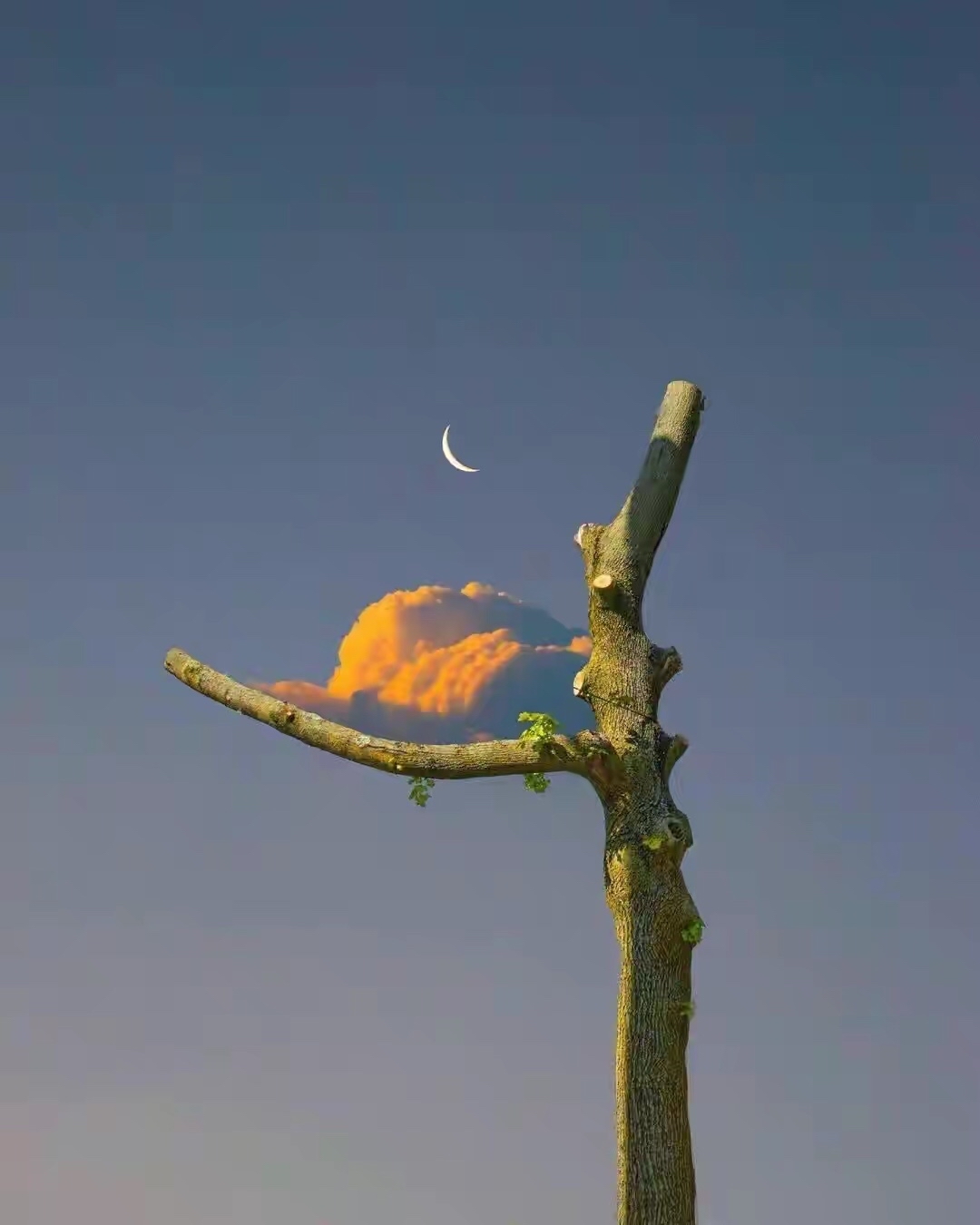 错位风景图:云和树在天空相逢,是巧合,还是一场有预谋的相遇?