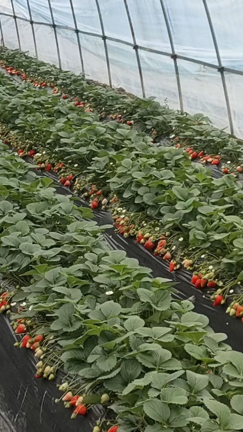 天仙醉草莓苗品种介绍图片