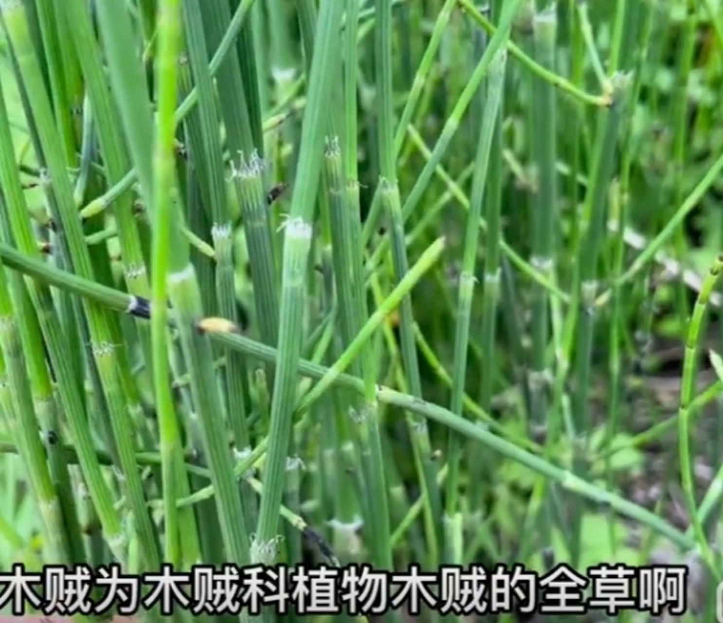 中药"木贼"一一具有疏散风热,明目退翳之功效, 有降三高,镇静作用