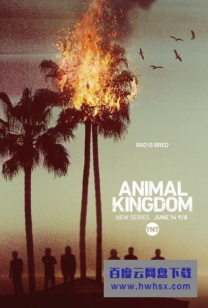 [动物王国/野兽家族/Animal Kingdom 第一季][全10集]4k|1080p高清百度网盘