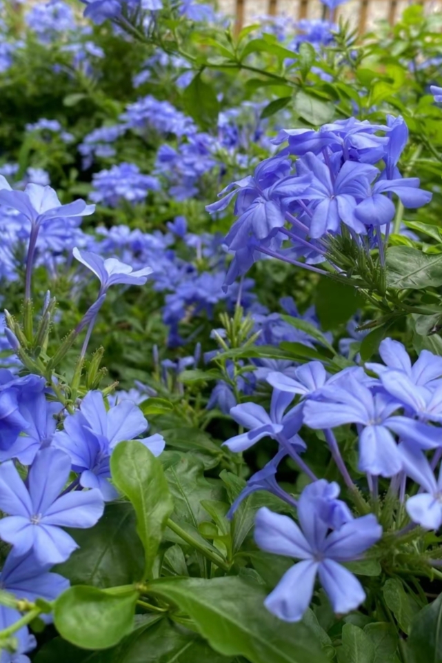 美丽的蓝花丹,清新淡雅,娇滴滴,美不胜收