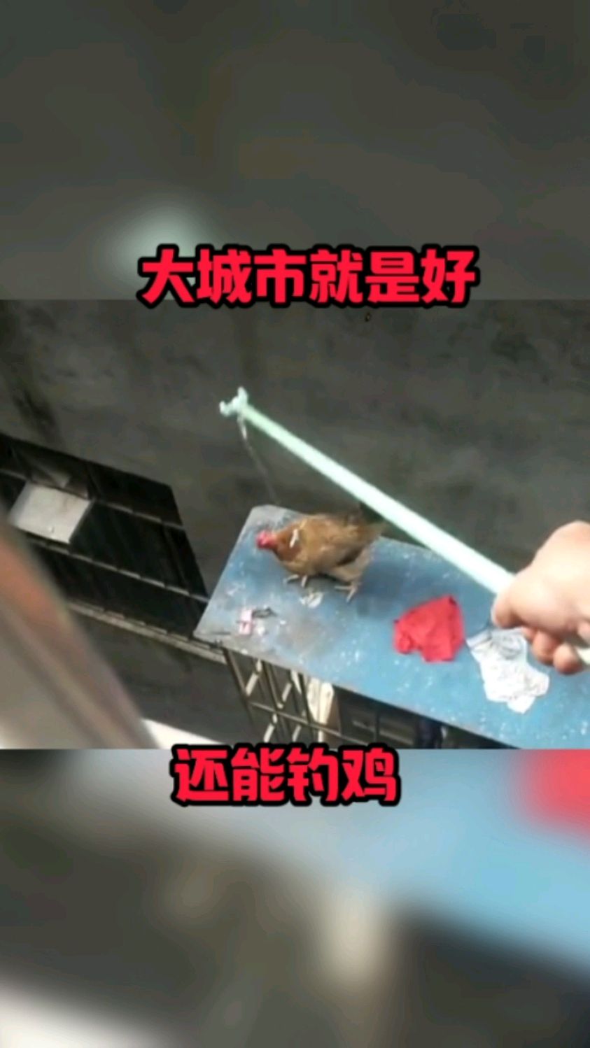 大城市就是好,还能钓鸡!