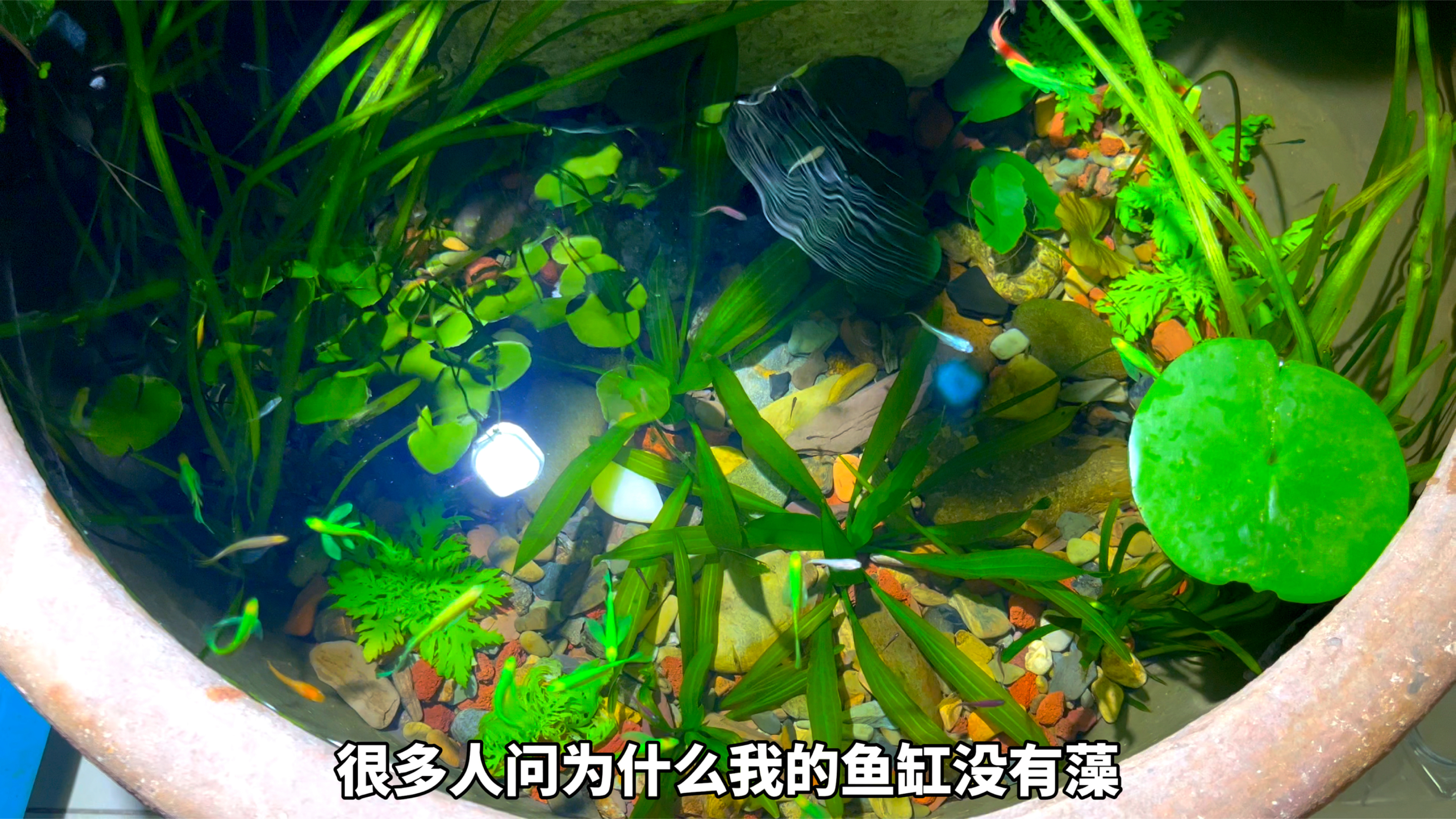 鱼缸长藻怎么办?鱼缸如何控藻?记住这3点,鱼缸藻类就不见了