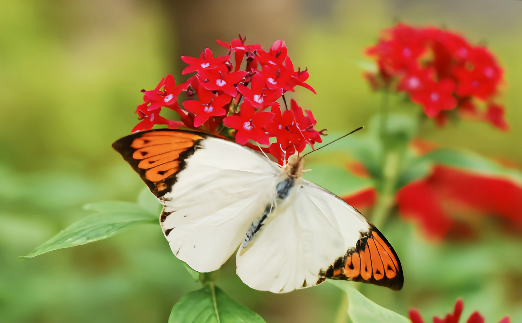 每天认识一种昆虫——小端红粉蝶 小端红粉蝶是一种非常小清新的小型