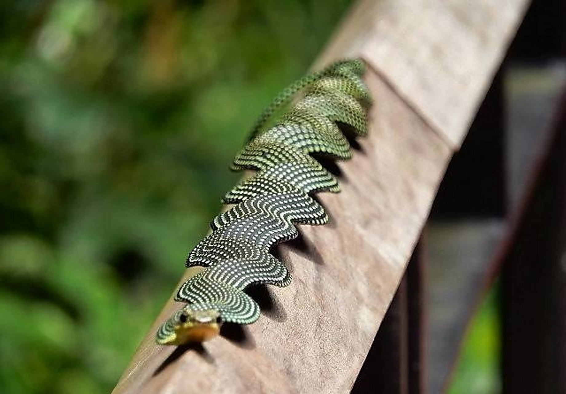 天堂飞蛇:天堂树蛇,金花蛇.