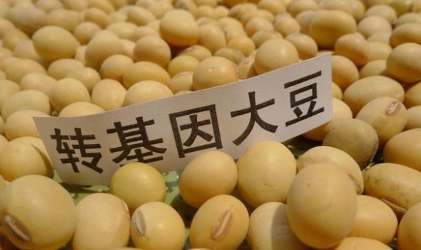 美国转基因大豆和转基因猪在中国市场的销售背后原因