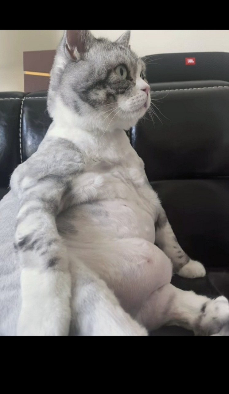 猫猫想咨询肚子上的肉怎么减