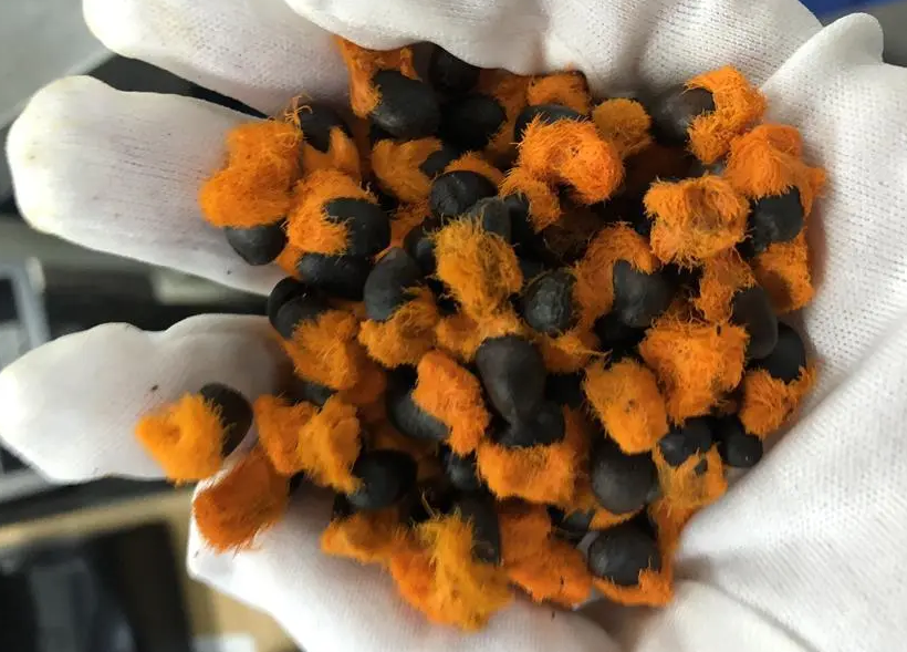 漂亮的天堂鸟花如何养?好多花友都不知道,简单方法在这里