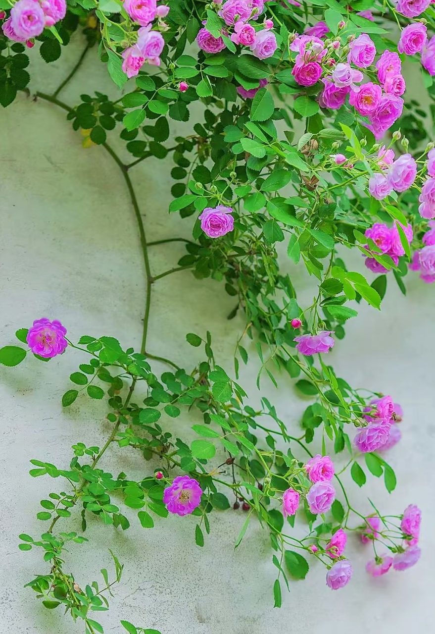 没想到蔷薇花的枝蔓非常柔软有韧性,顺着墙面或者往上面爬上去,或者是