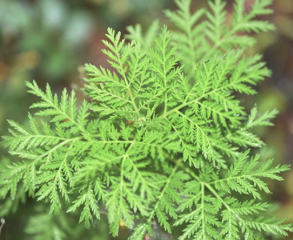 路边常见野花野草是宝藏之——黄花蒿