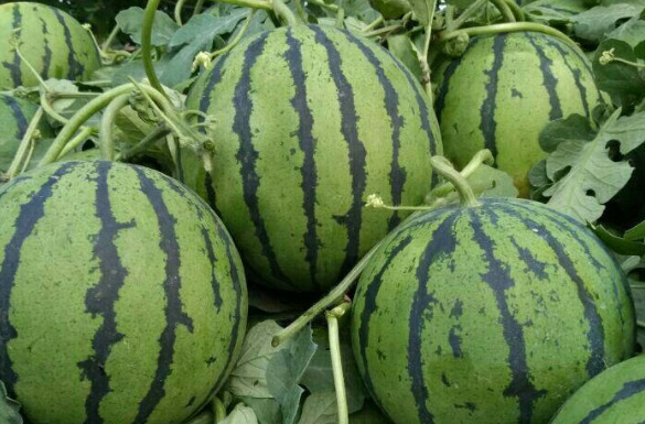 世雷511西瓜品种