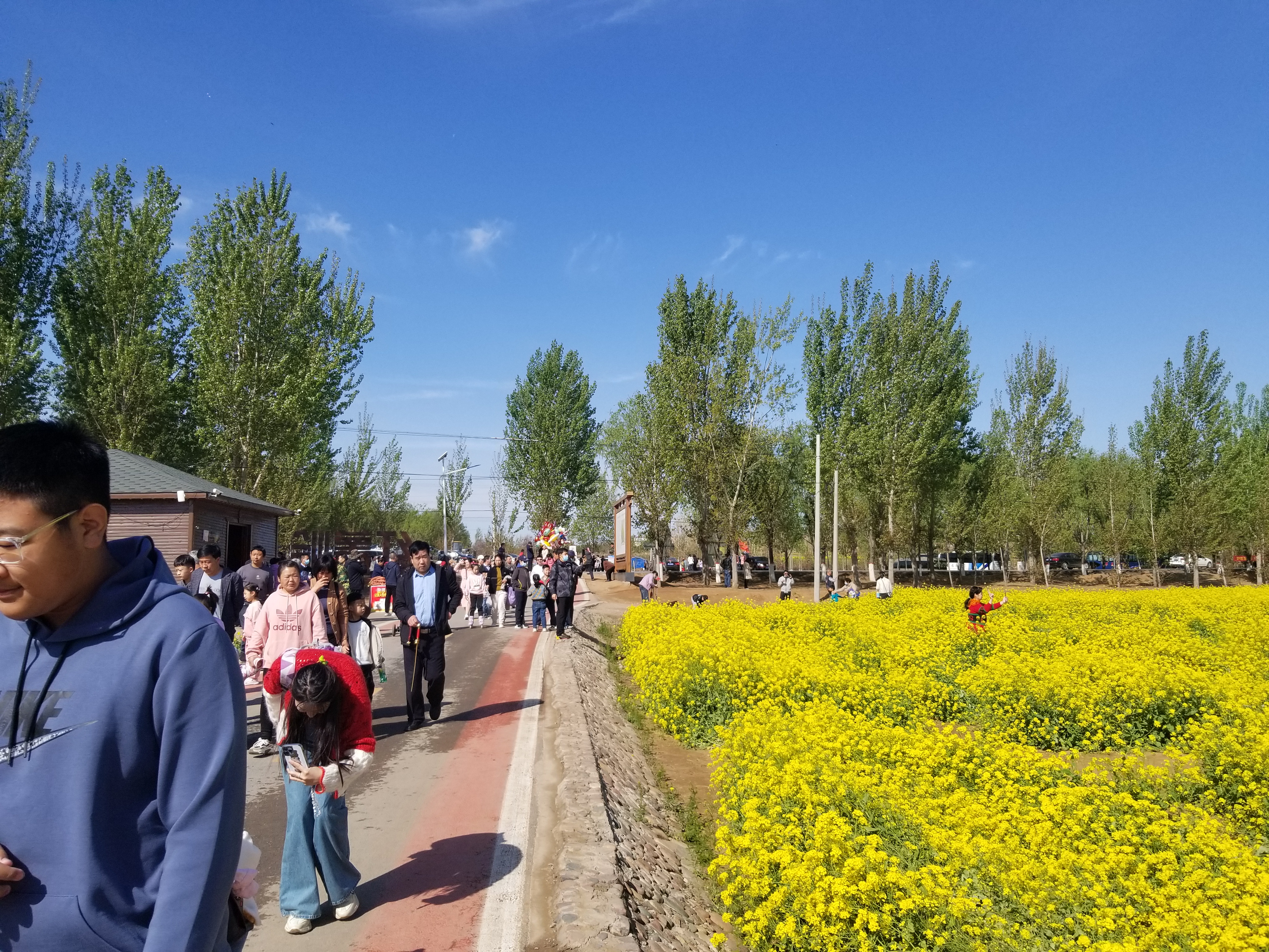 沙河红薯岭印象,万亩油菜花,人头攒动,风景宜人,一种纯粹的美丽!