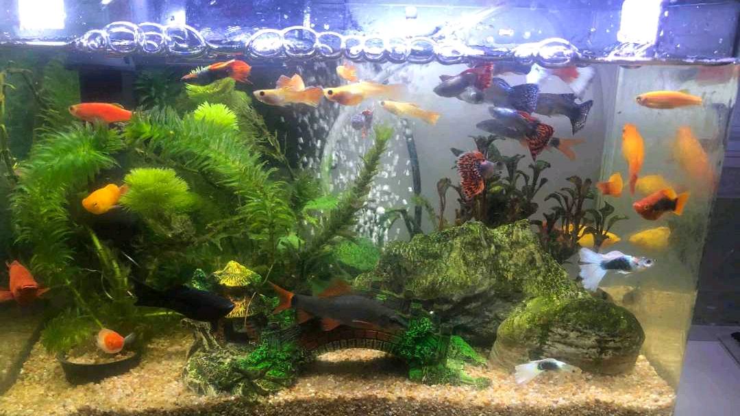 新手:孔雀鱼公母难辨?鱼友发来两张角度极佳的照片,一看就清楚