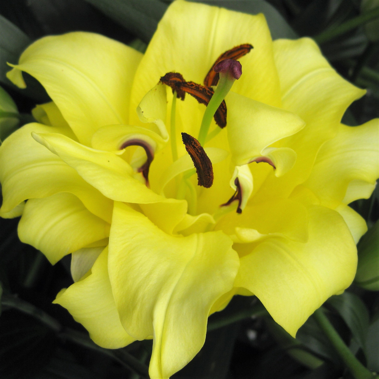 今天和大家分享重瓣ot百合—异域阳光 异域阳光的黄色极舒适的治愈色