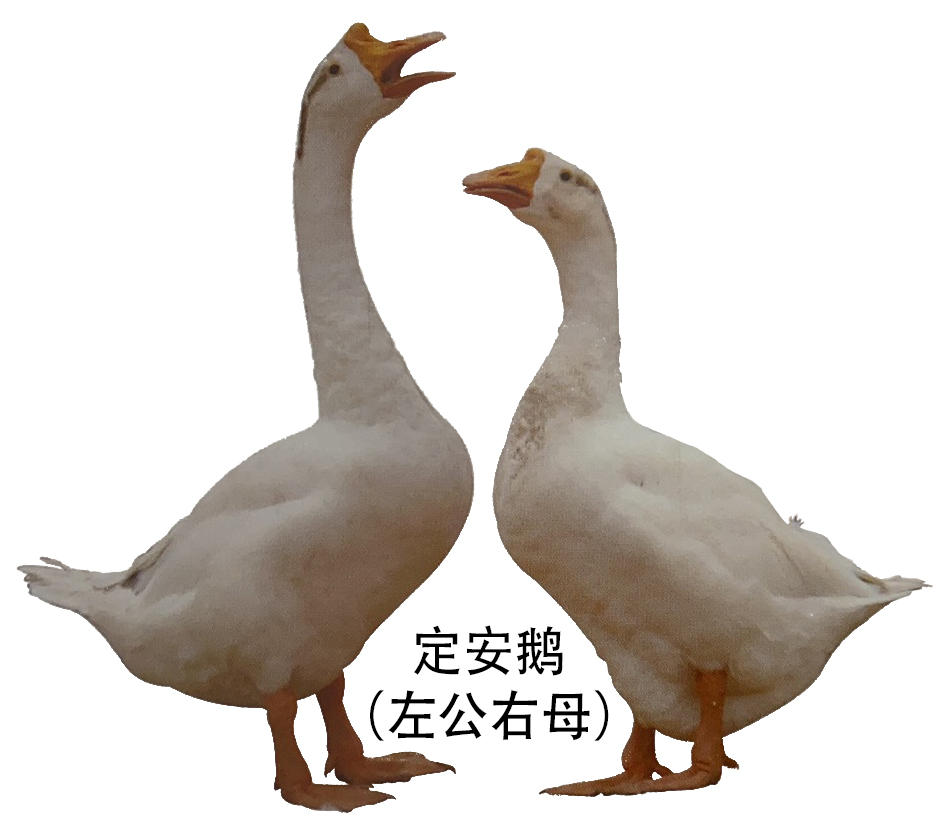 学习鸟类性别鉴定:公鹅与母鹅如何区分?