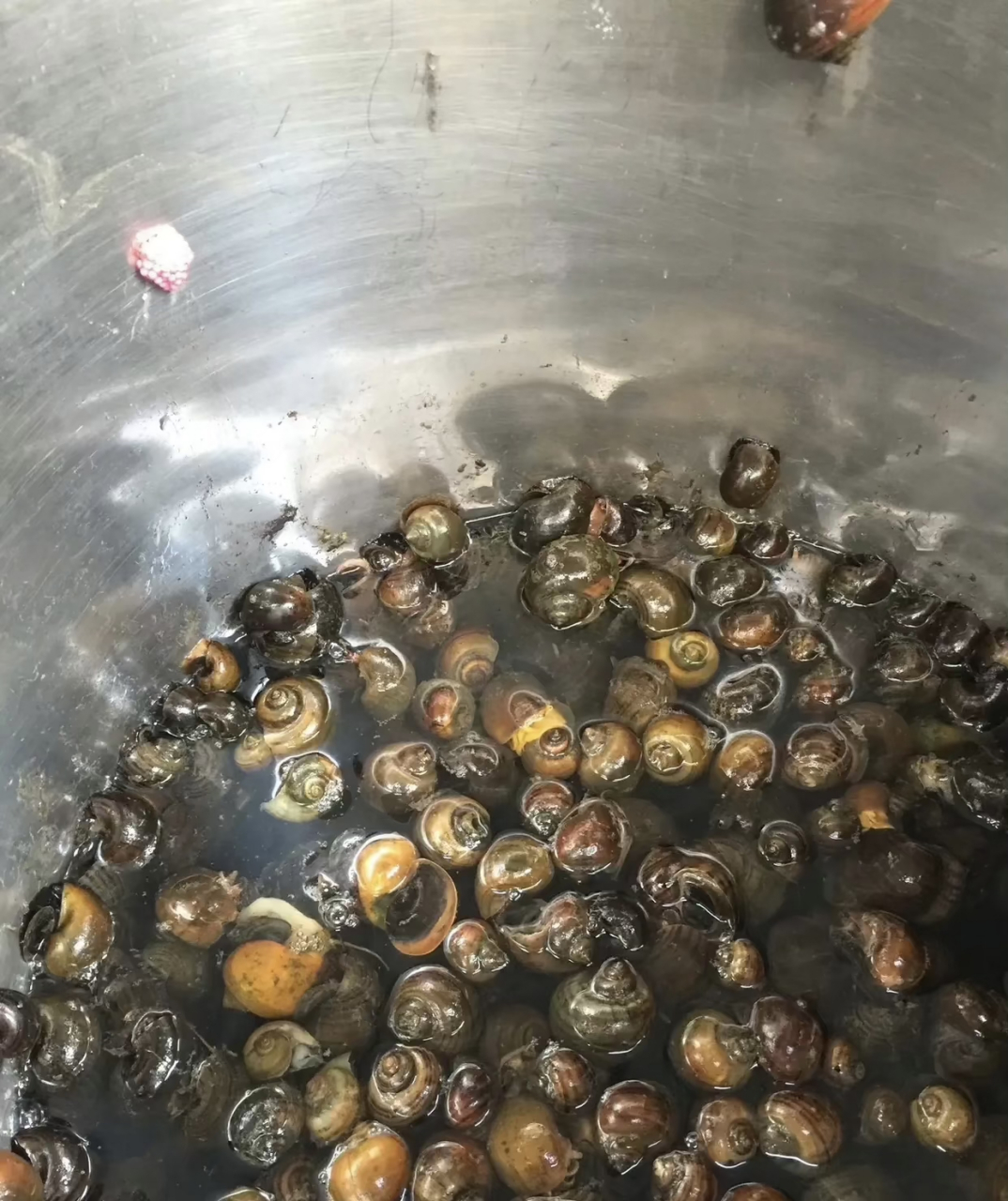 菜市场买的田螺,养了三天居然下蛋了还是红色的蛋,老板明明说螺狮