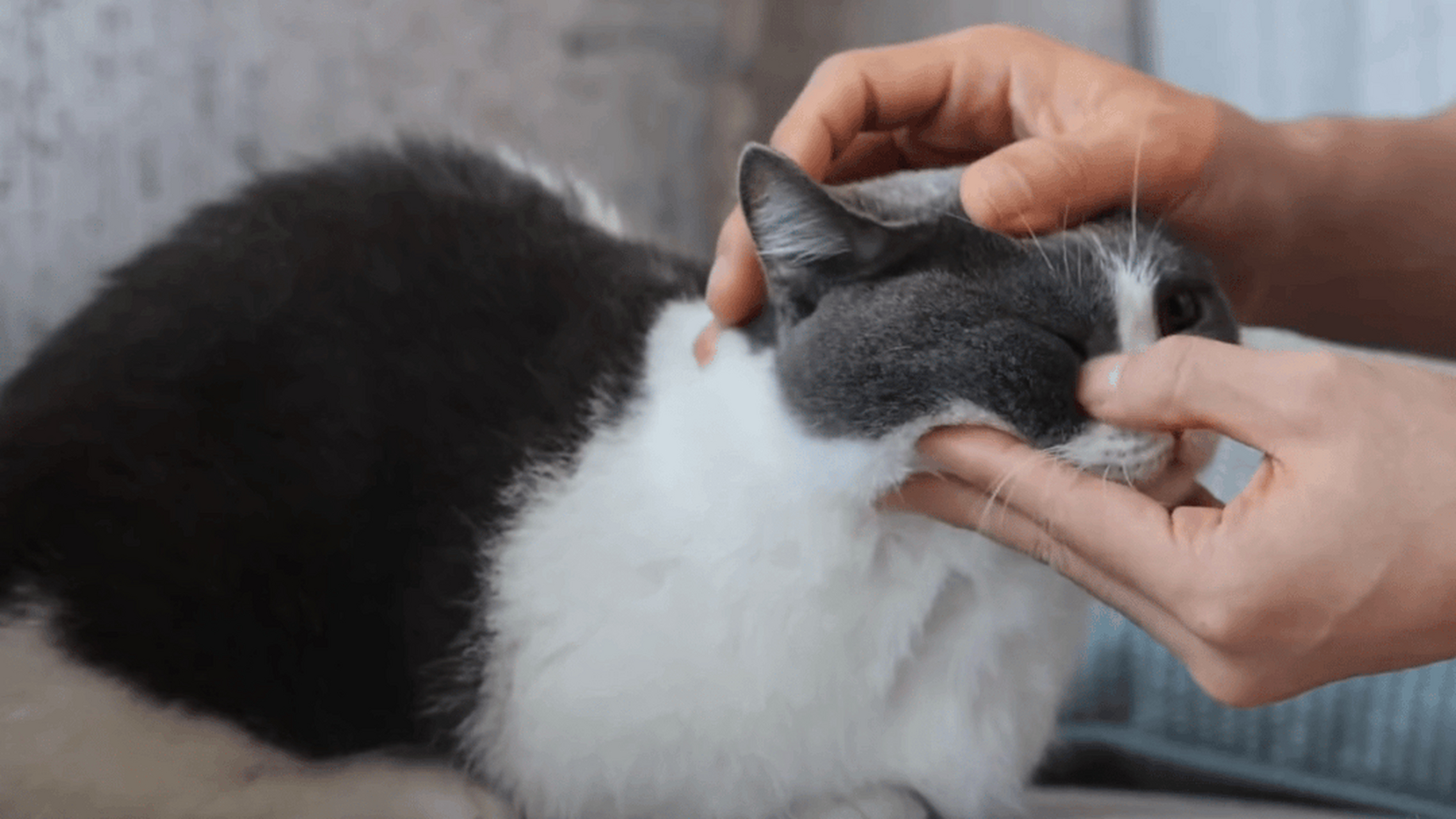 肖坚果:一群羡慕我的人类#肖战# #梦中的那片海