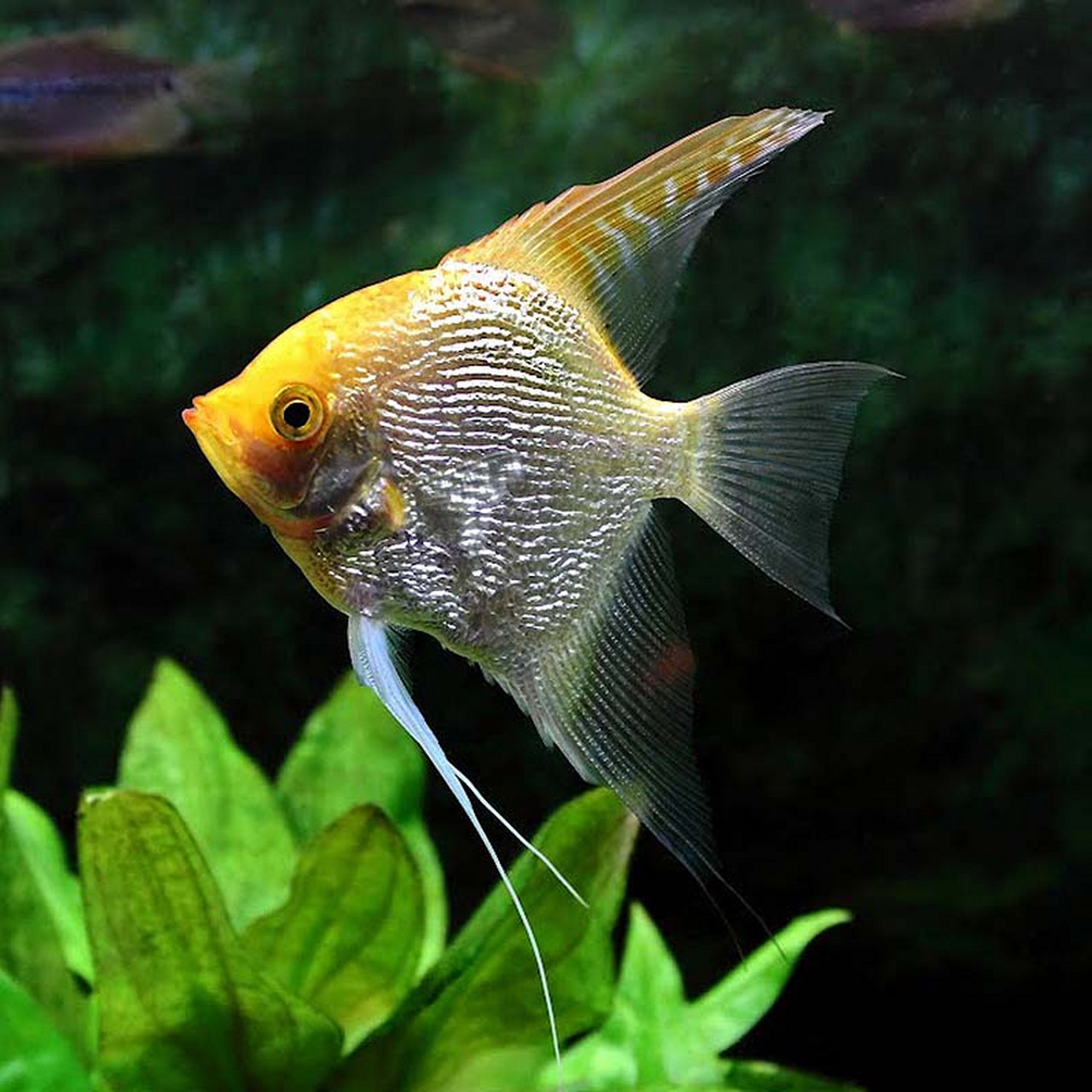 神仙鱼,(学名:pterophyllum scalare)又名燕鱼,天使鱼,小神仙鱼,小鳍