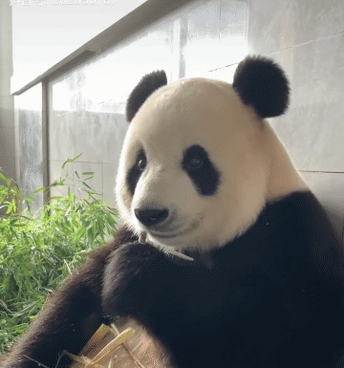 大熊猫飞云|||"你在盯着看什么?""没看过大美熊吃东西吗?