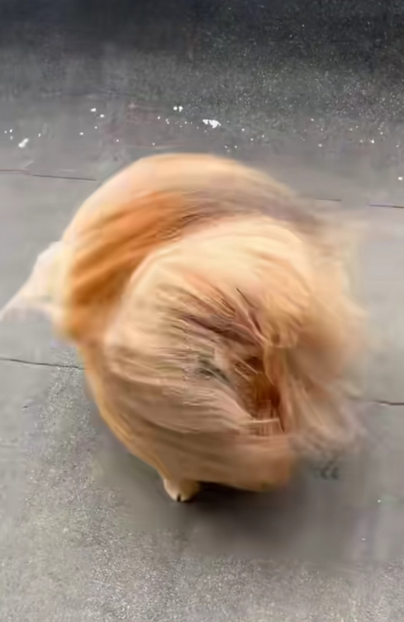 被大风吹乱了毛发的狗狗,如果不细看还以为是玩偶呢