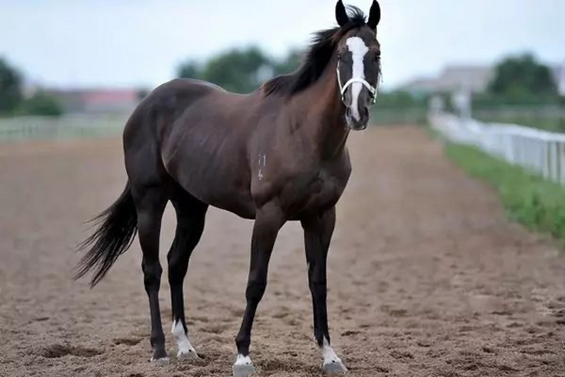 世界九大名马排名 第一纯血马,第二阿拉伯马,第三安