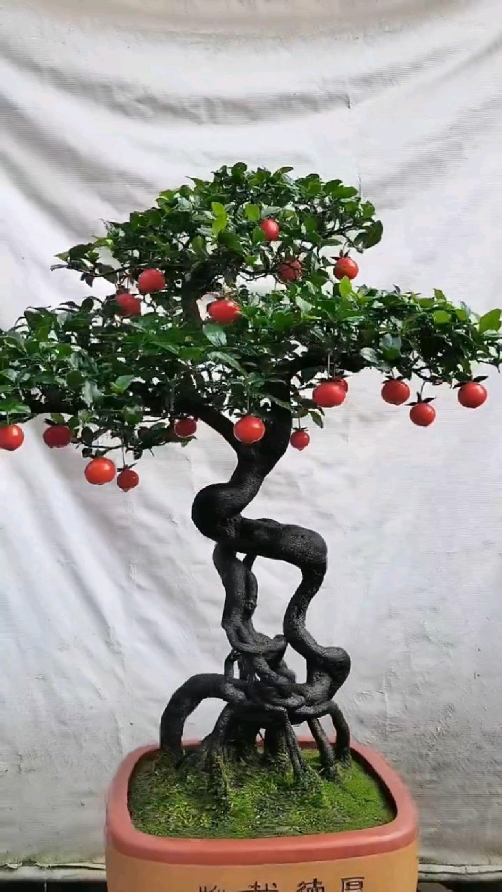 "飞天"金弹子,具备了优秀盆景的所有特征