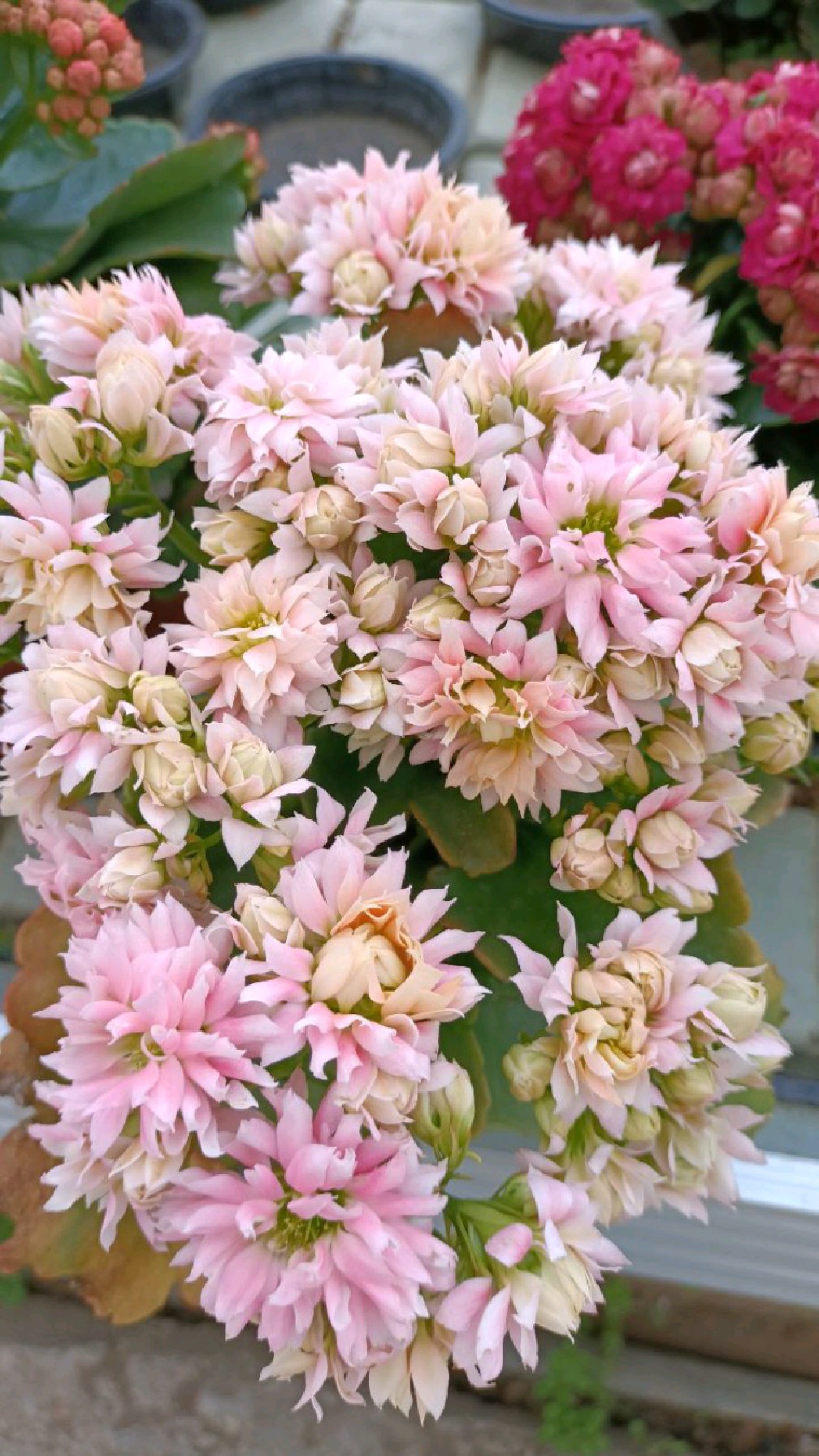 长寿花超级玛丽也叫羽毛,属于花王级别的它,爱了爱了