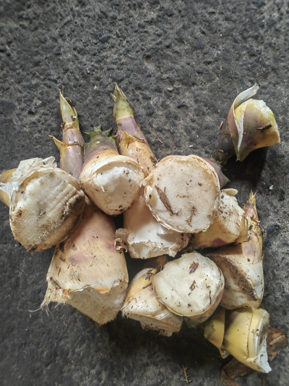 夏季的一种好菜——马蹄笋,肉质细腻,味道鲜美!