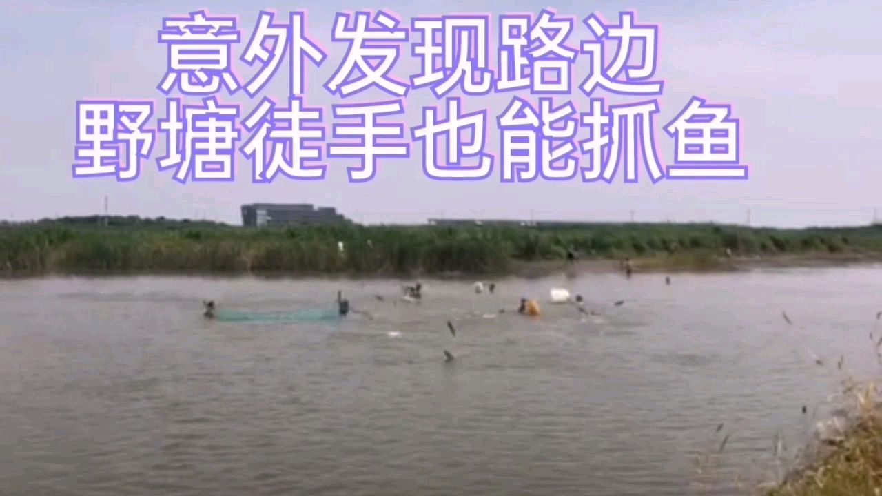 意外发现路边野塘可以徒手抓鱼