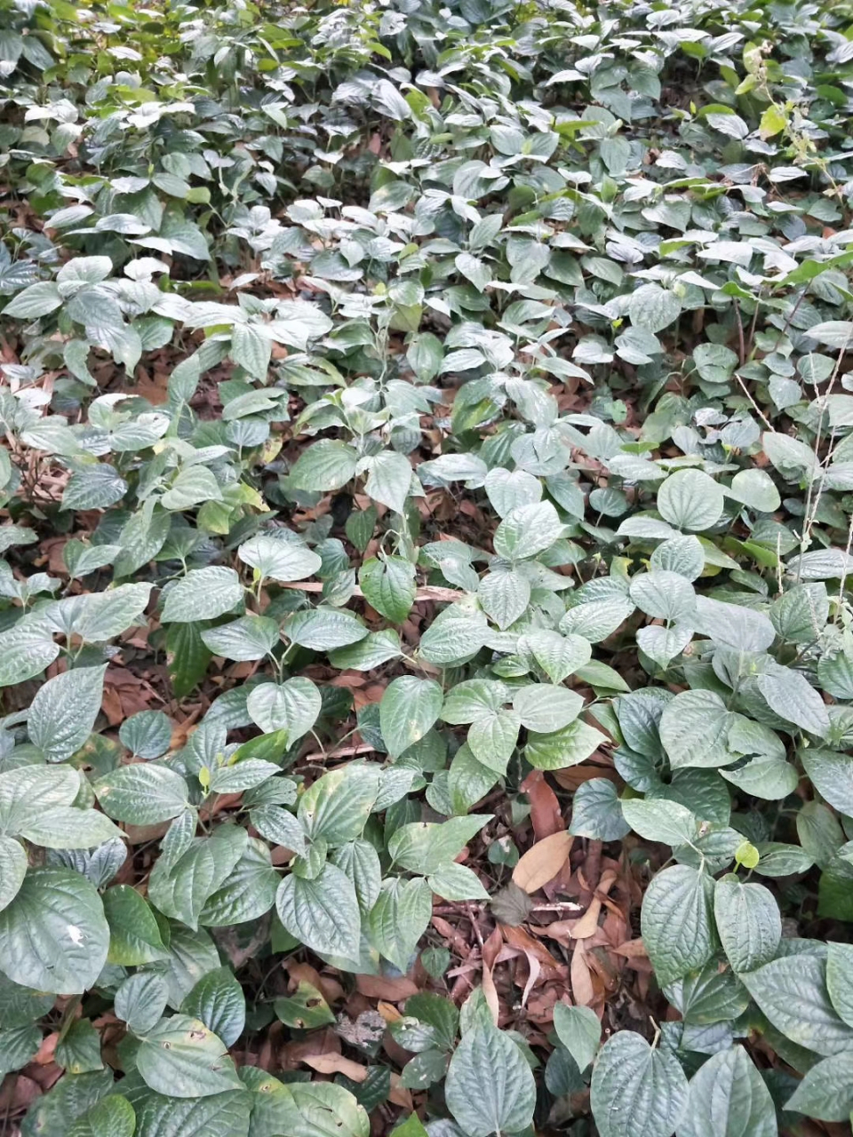 能治病祛风利湿,跌打损伤,活血化瘀;能做菜假蒌煎鸡蛋,假蒌包肉炸出来