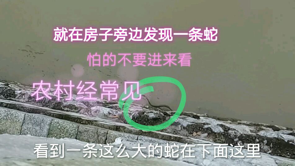农村这种动物很常见,小慧一出来就看见一条在河边,就怕它钻进来