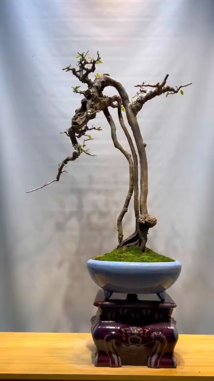 一棵根艺雀梅盆景